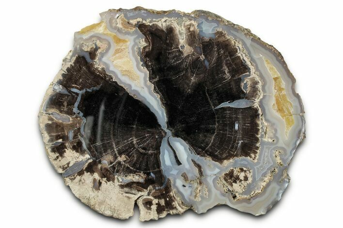 Petrified Wood (Schinoxylon) Round - Blue Forest, Wyoming #335012